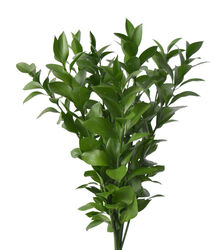 Ruscus Greenery
