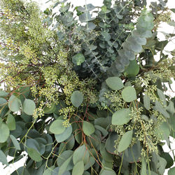 Add Greenery and Filler For Floral Arrangement