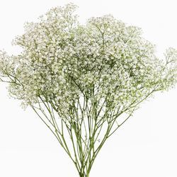Baby's Breath #10608