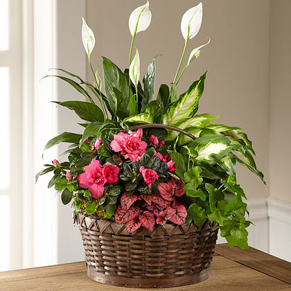 The FTD Dream in Pink Dishgarden
