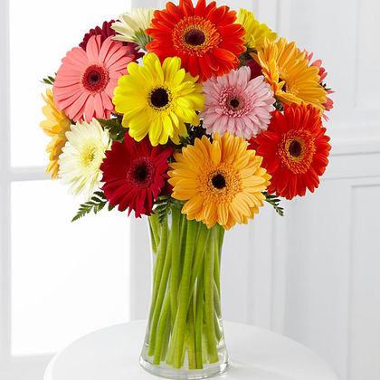 Premium-15 Mini Daisies- Clear Vase