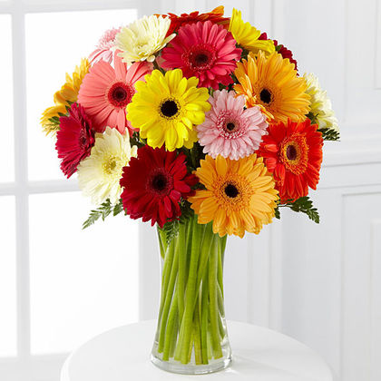 Ultra Premium-24 Mini Daisies- Clear Vase