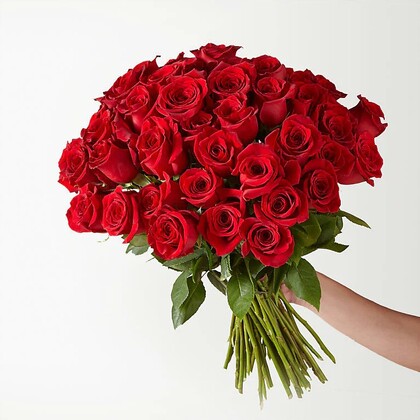 Fifty Premium Red Roses of Romance