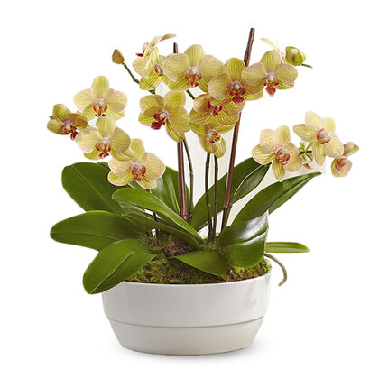 Glowing Strong Orchid Plant