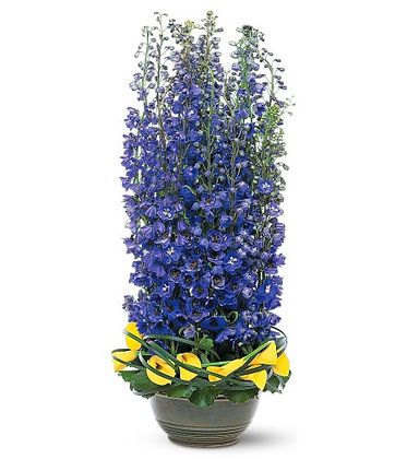 Distinguished Delphinium