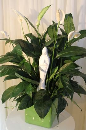 Madonna Blessed Peace Lily